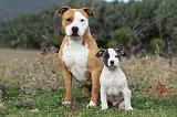 AMSTAFF  ADULT & PUPPIES 020